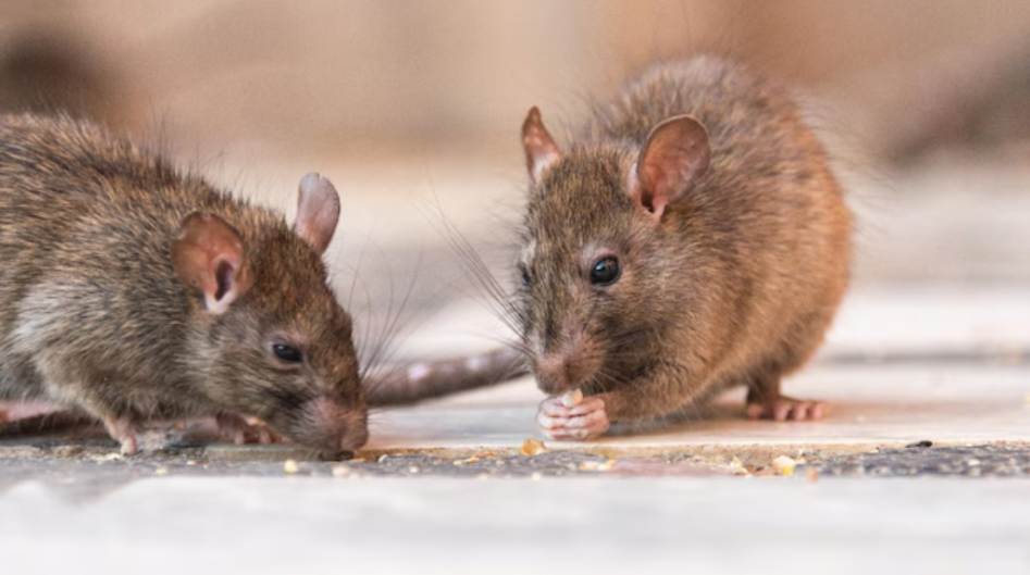 Cases of infection from rat urine surge in NYC: What is it?